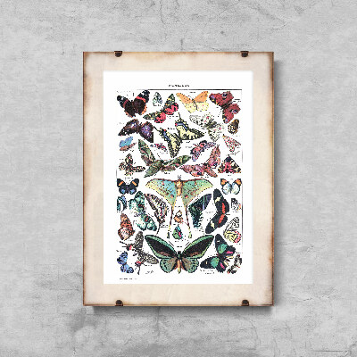 Plakat vintage Botaniczny motyl Adolphe Millot Papillons