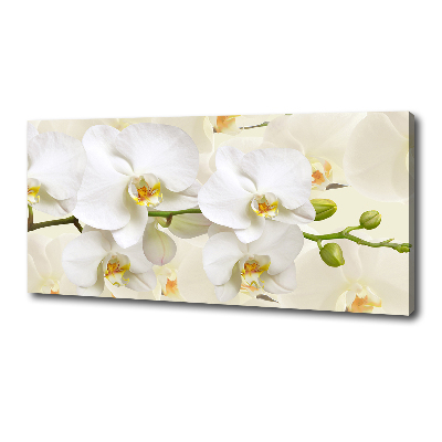 Foto obraz canvas Orchidea