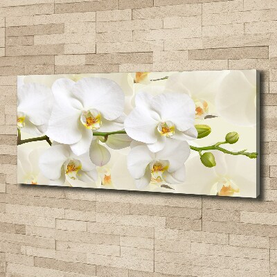 Foto obraz canvas Orchidea