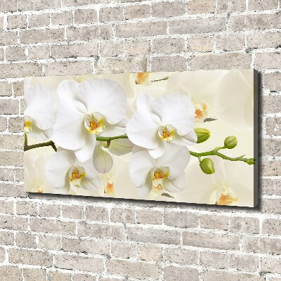 Foto obraz canvas Orchidea