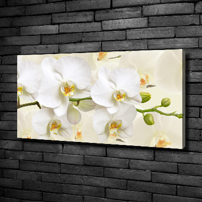 Foto obraz canvas Orchidea