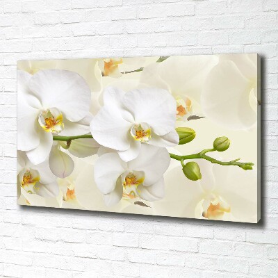 Foto obraz canvas Orchidea