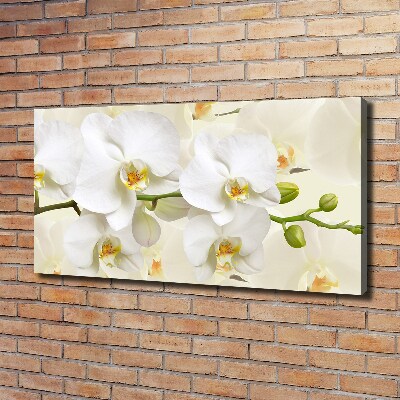 Foto obraz canvas Orchidea