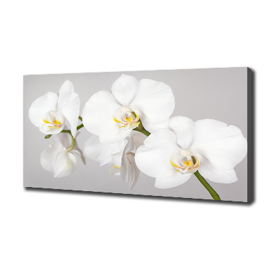 Foto obraz canvas Orchidea