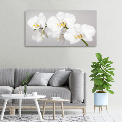 Foto obraz canvas Orchidea