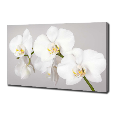 Foto obraz canvas Orchidea