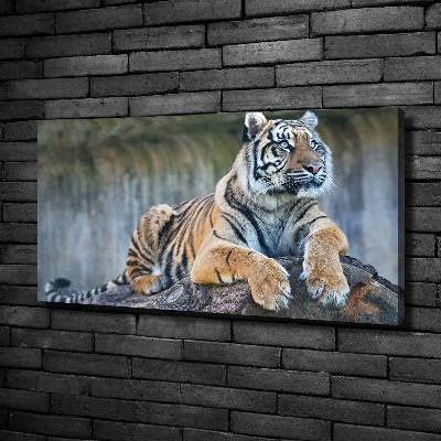 Duży foto obraz na ścianę canvas Tygrys